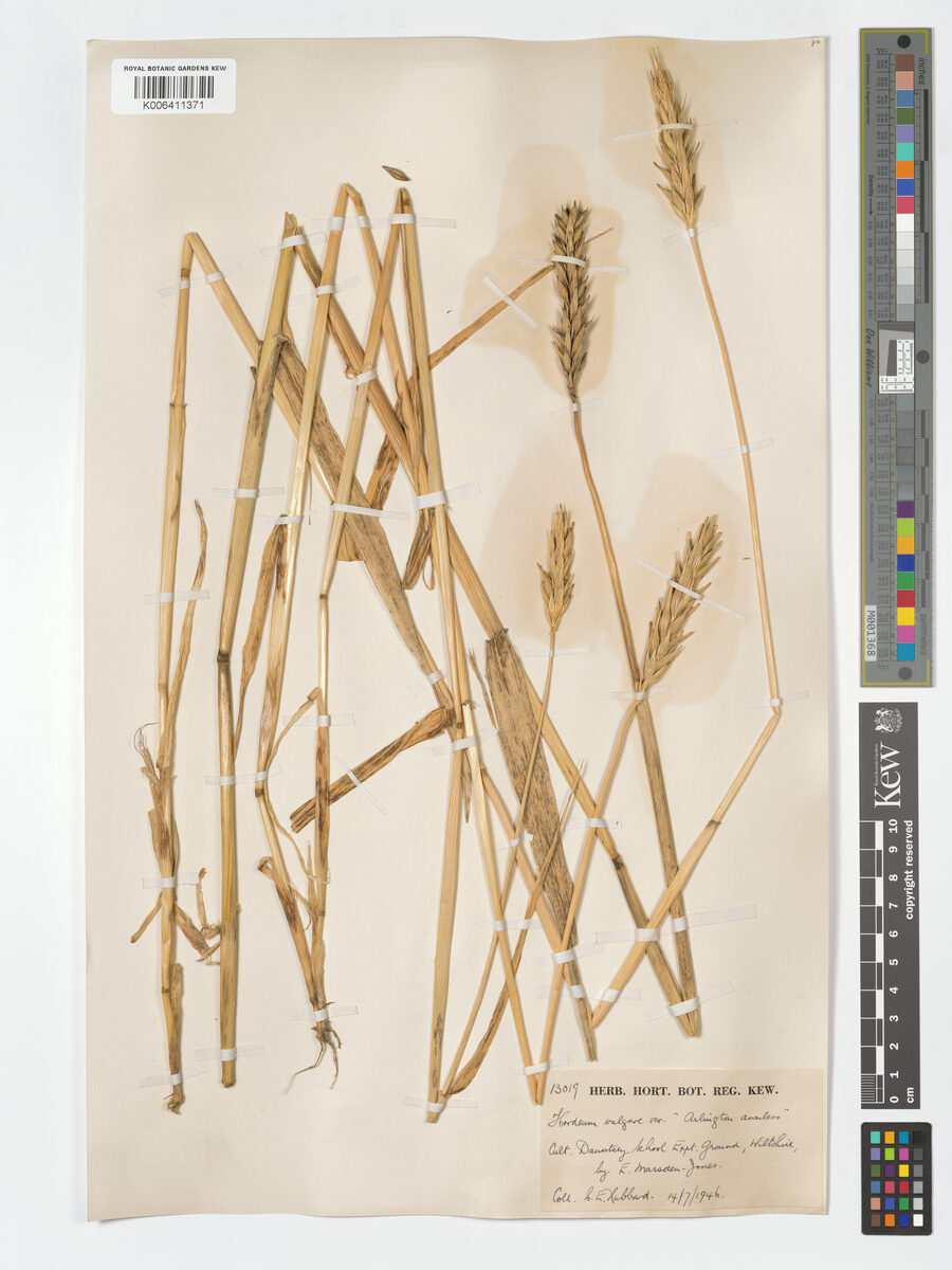 Hordeum intermedium — photo