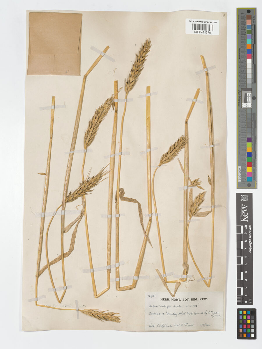 Hordeum intermedium — photo