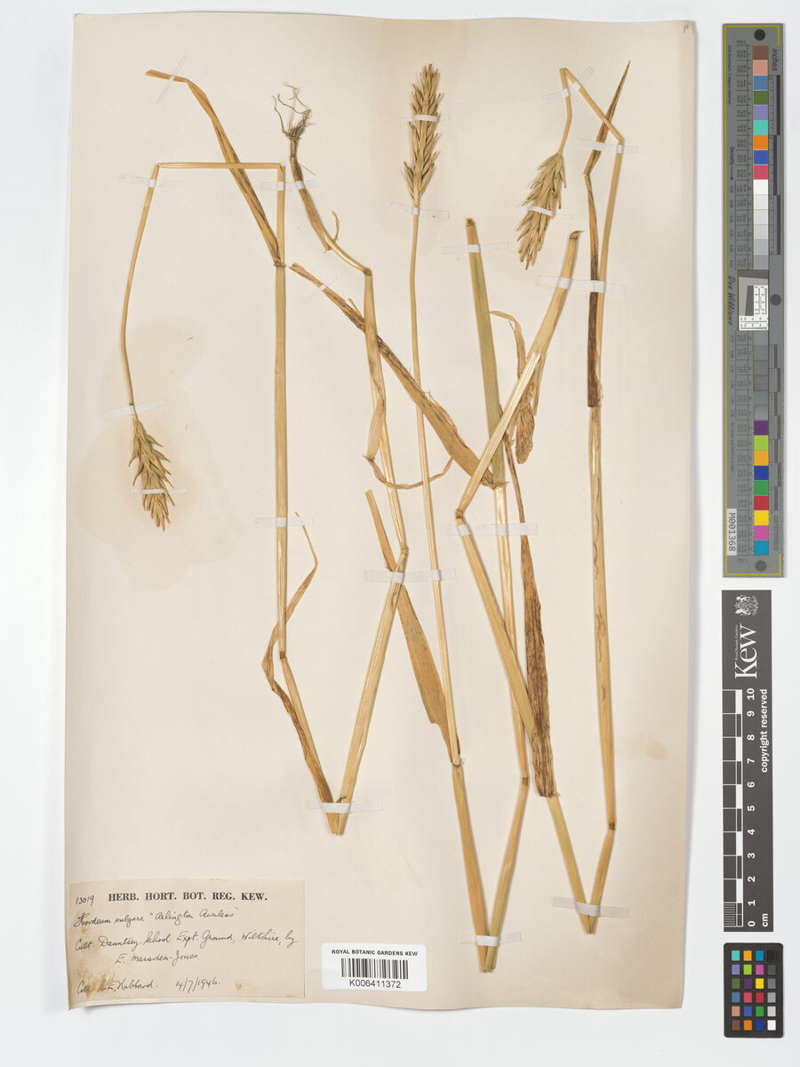 Hordeum intermedium
