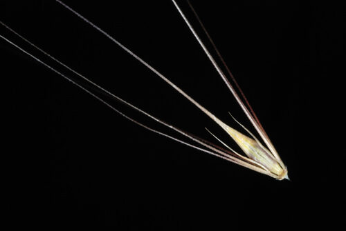 Hordeum jubatum (Foxtail Barley) — photo