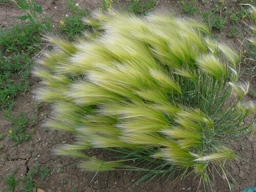 Hordeum jubatum (Foxtail Barley) — photo