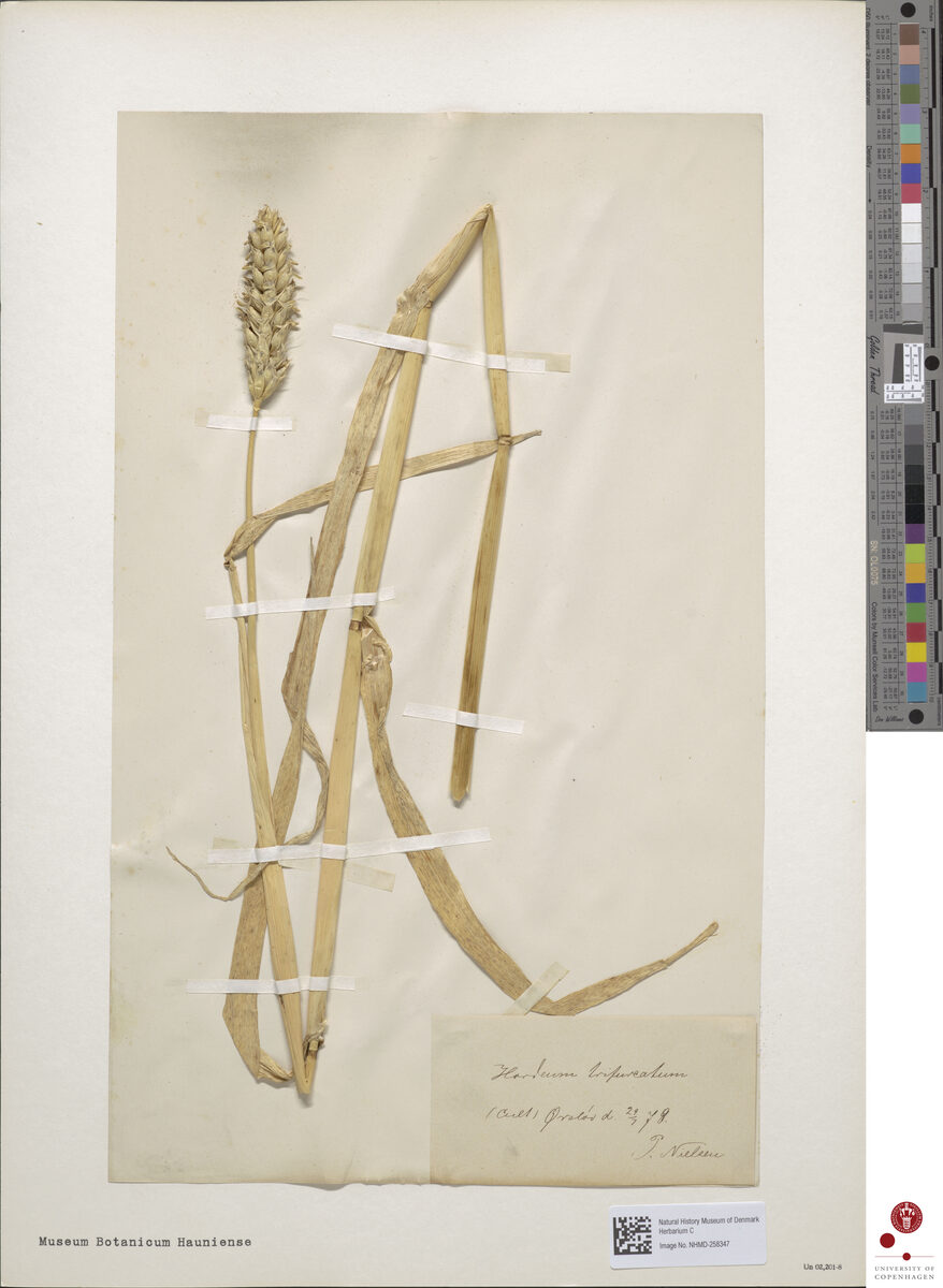 Hordeum trifurcatum (Egyptian Barley) — photo