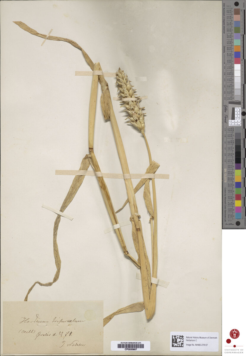 Hordeum trifurcatum (Egyptian Barley) — photo
