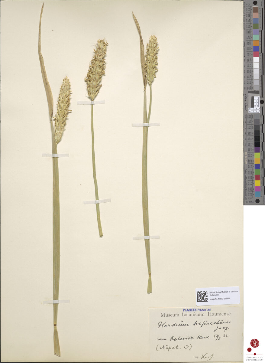 Hordeum trifurcatum