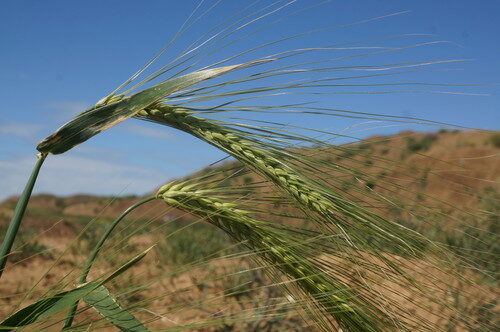 Hordeum vulgare (Barley) — photo
