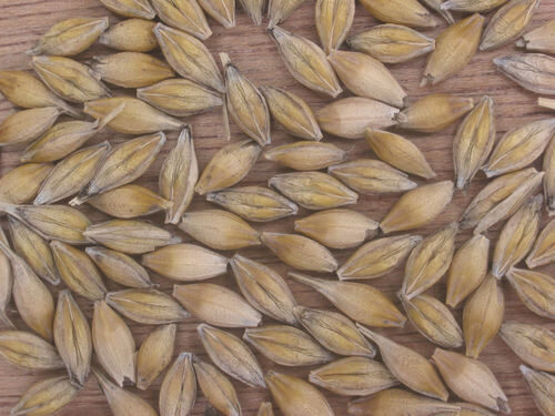 Hordeum vulgare (Barley) — photo