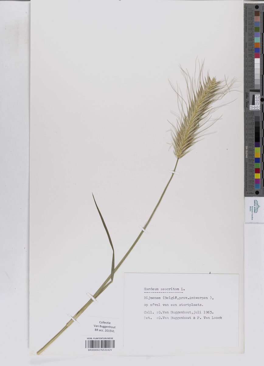 Hordeum zeocriton (Sprat Barley) — photo