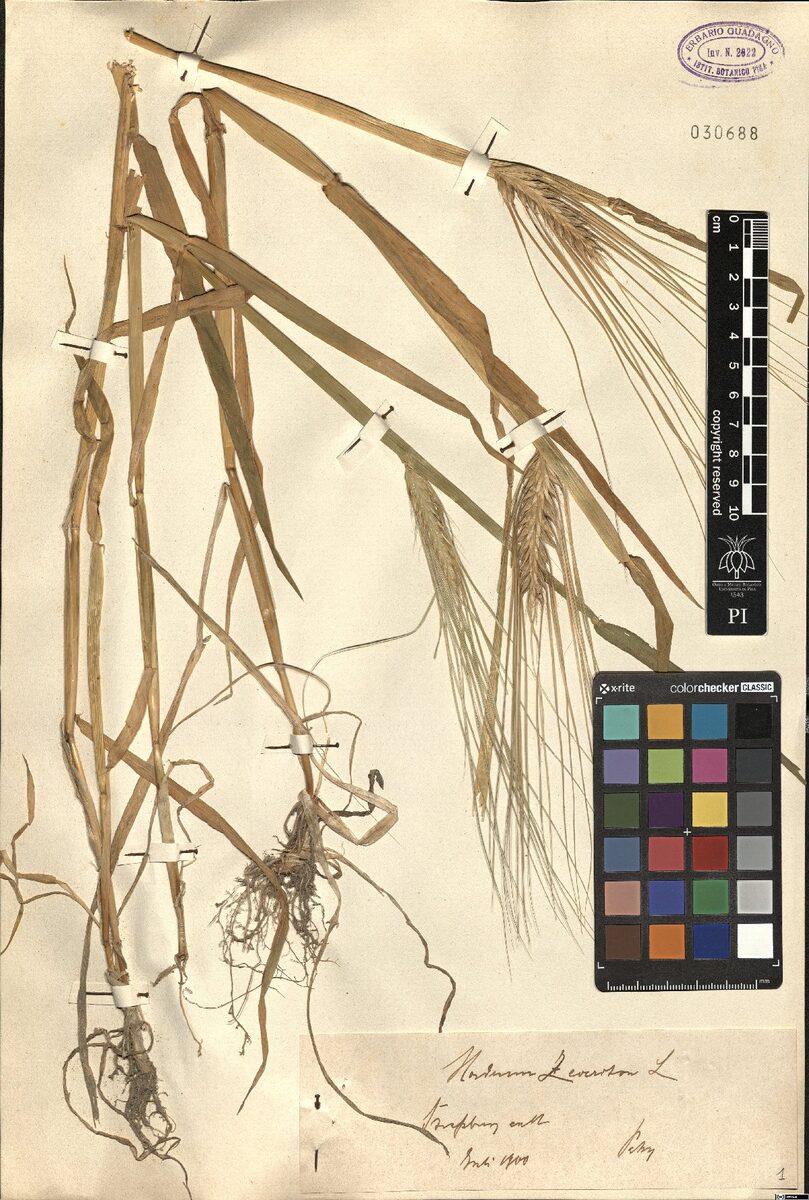 Hordeum zeocriton (Sprat Barley) — photo