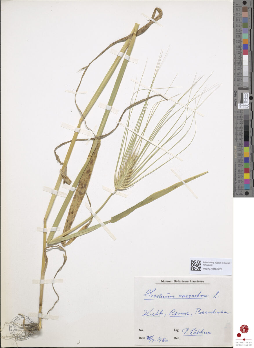 Hordeum zeocriton