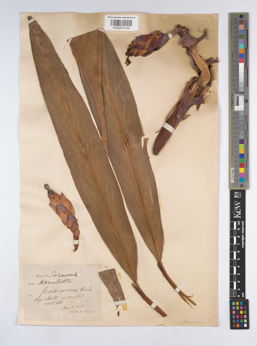 Hornstedtia affinis — photo