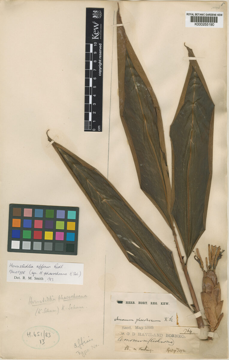 Hornstedtia affinis — photo