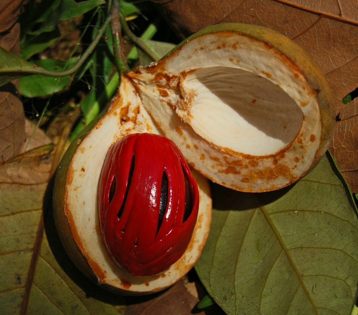 Horsfieldia leptantha