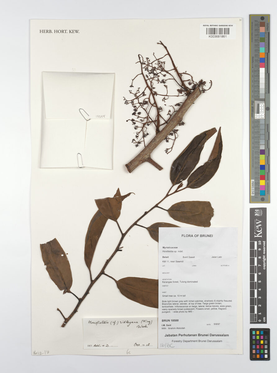Horsfieldia ridleyana — photo