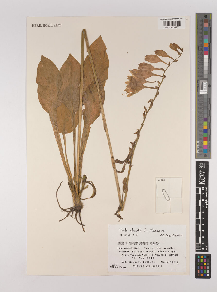 Hosta clavata — photo