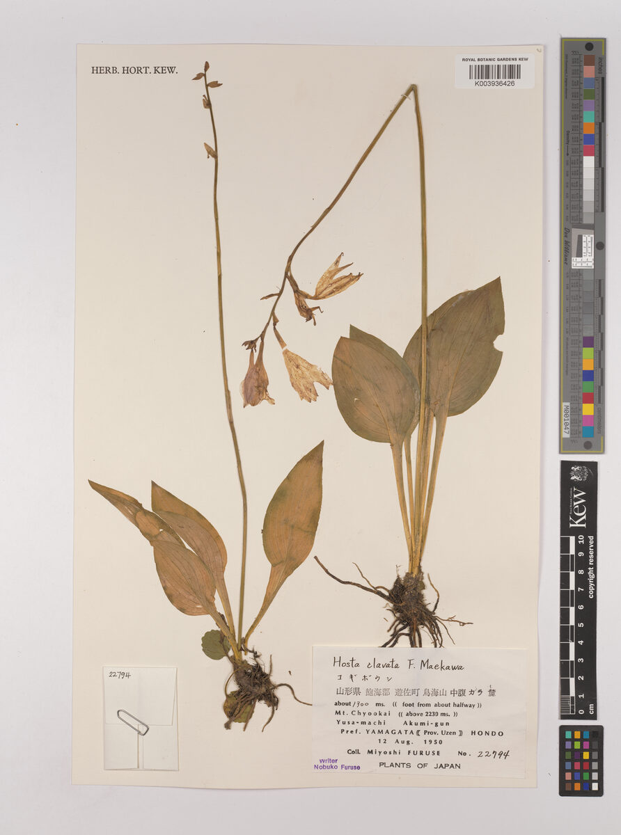 Hosta clavata