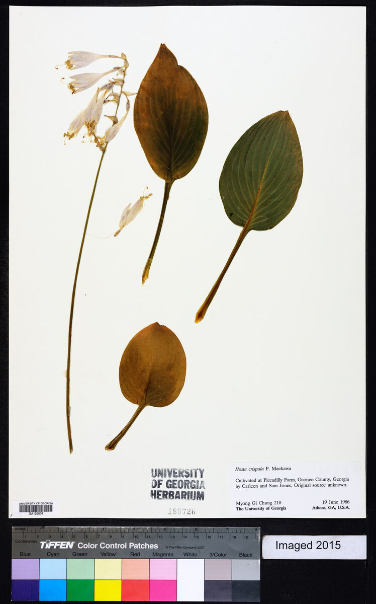 Hosta crispula — photo