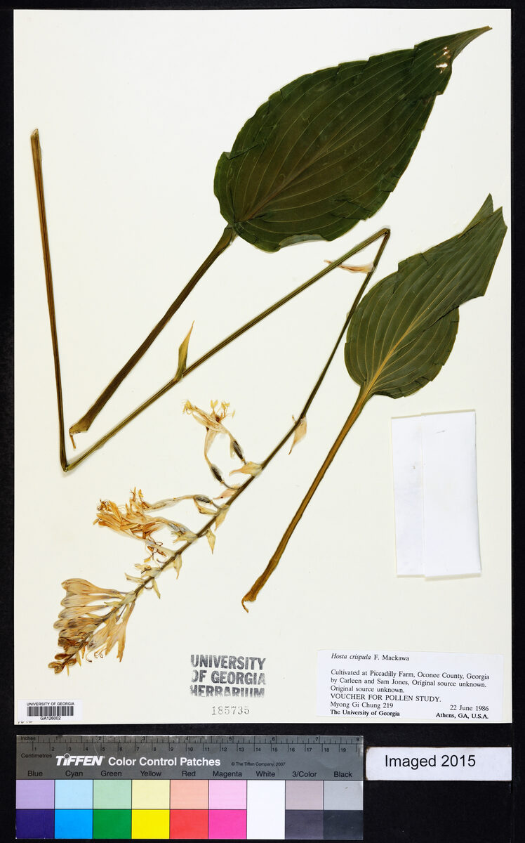 Hosta crispula — photo