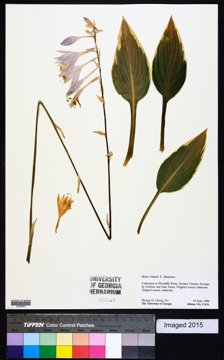 Hosta crispula