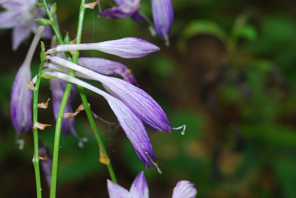Hosta longipes - (Franch.&Sav.)Matsum. — photo