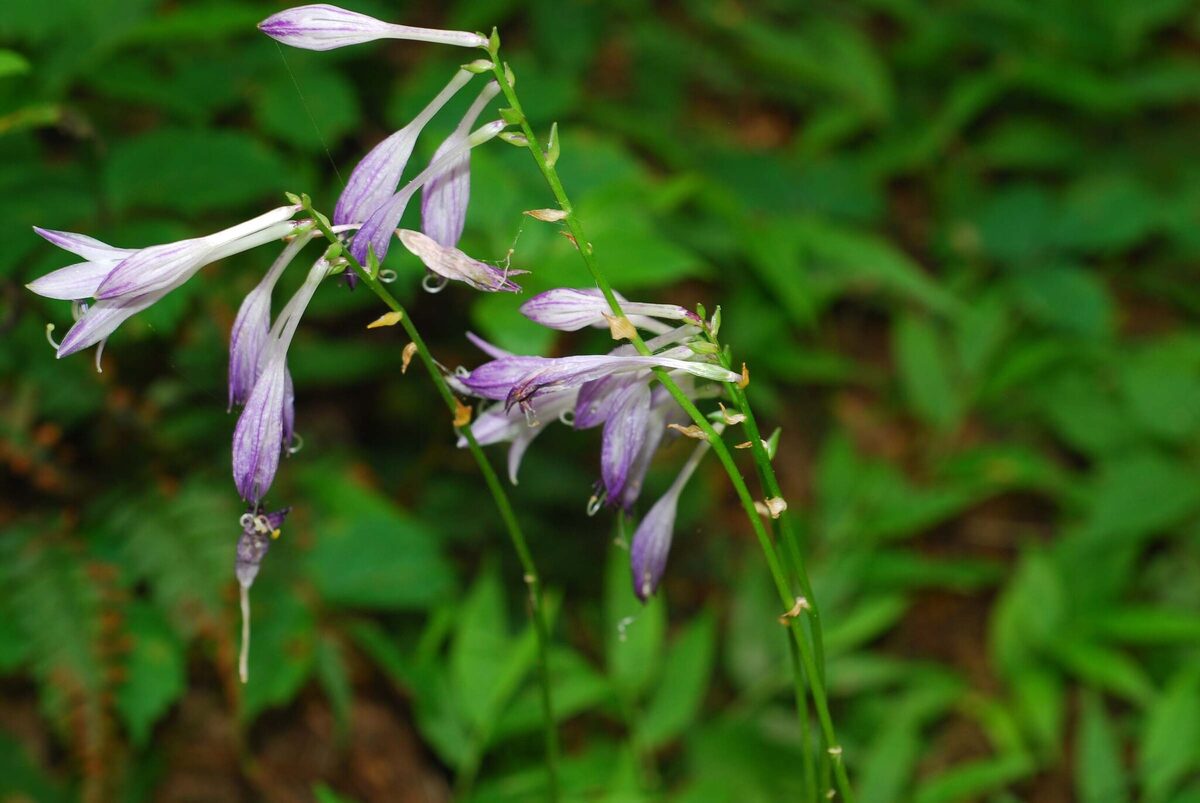 Hosta longipes - (Franch.&Sav.)Matsum. — photo