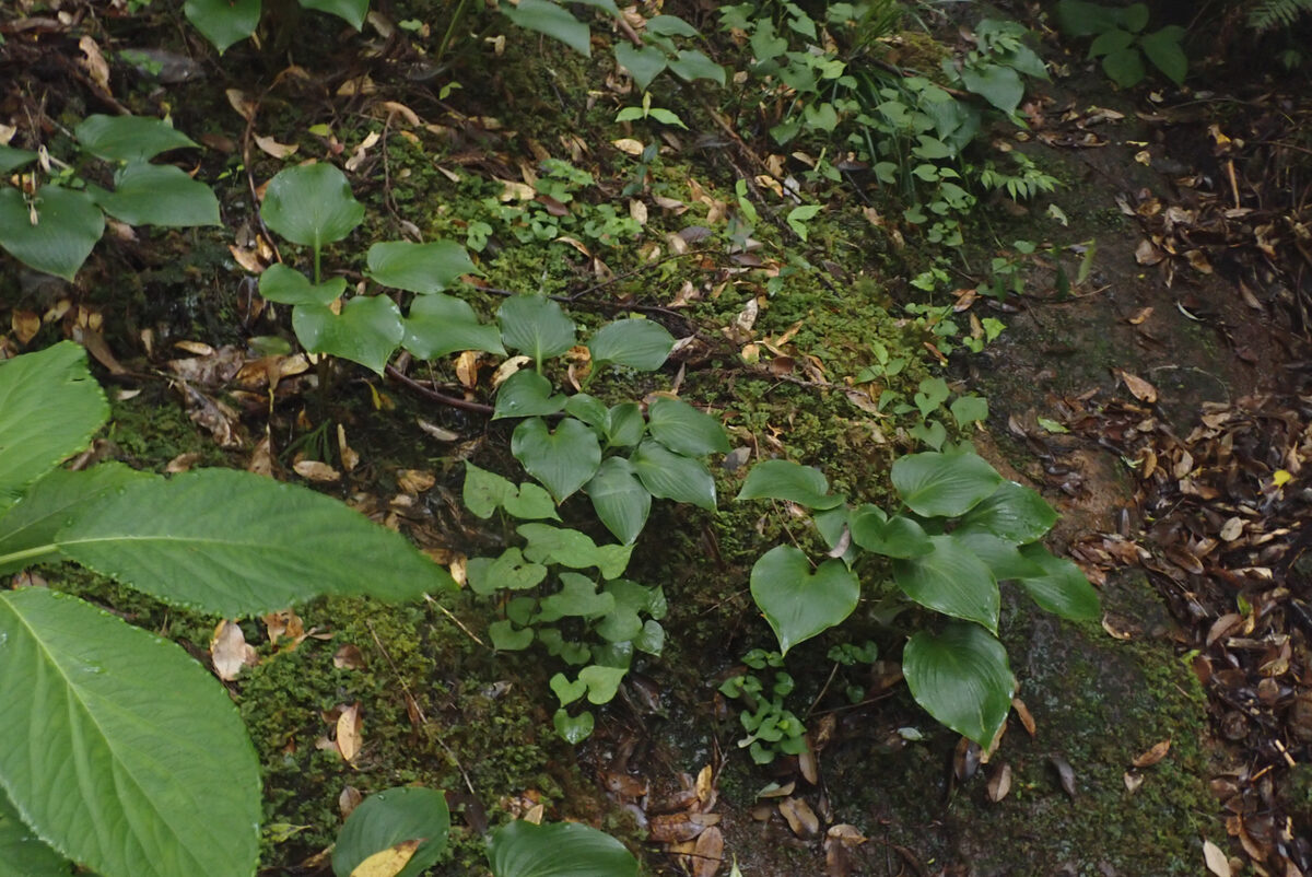 Hosta longipes - (Franch.&Sav.)Matsum.