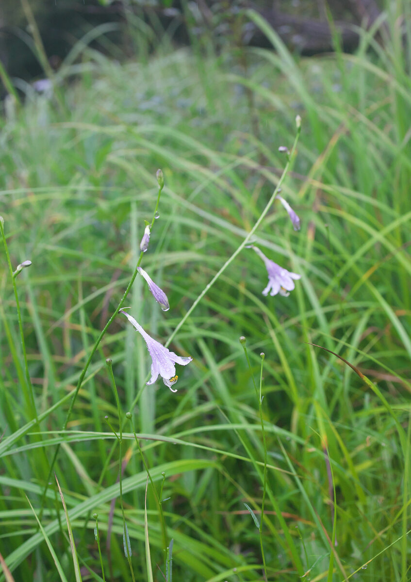Hosta longissima - (Honda.)Honda. (Swamp Hosta) — photo