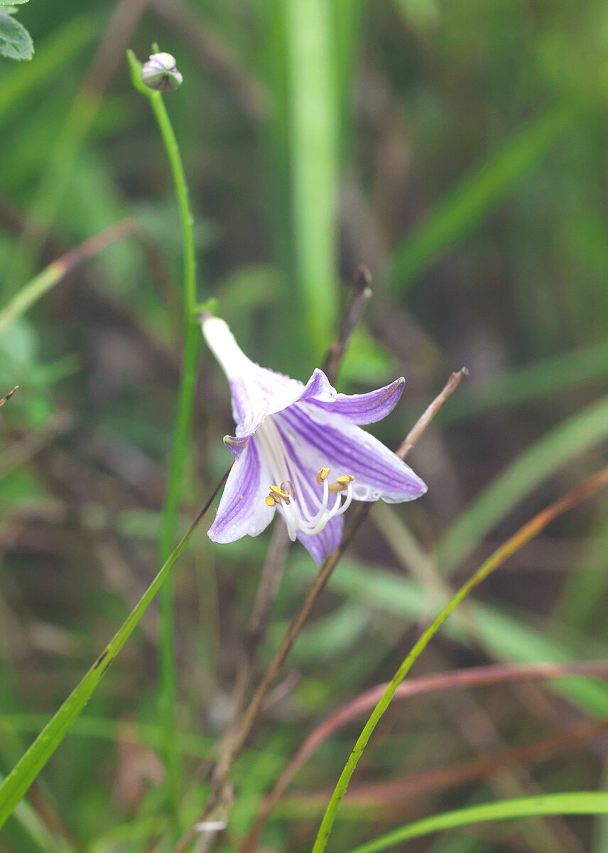 Hosta longissima - (Honda.)Honda. (Swamp Hosta) — photo