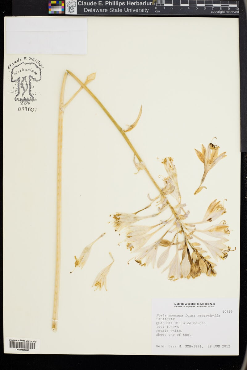 Hosta montana — photo