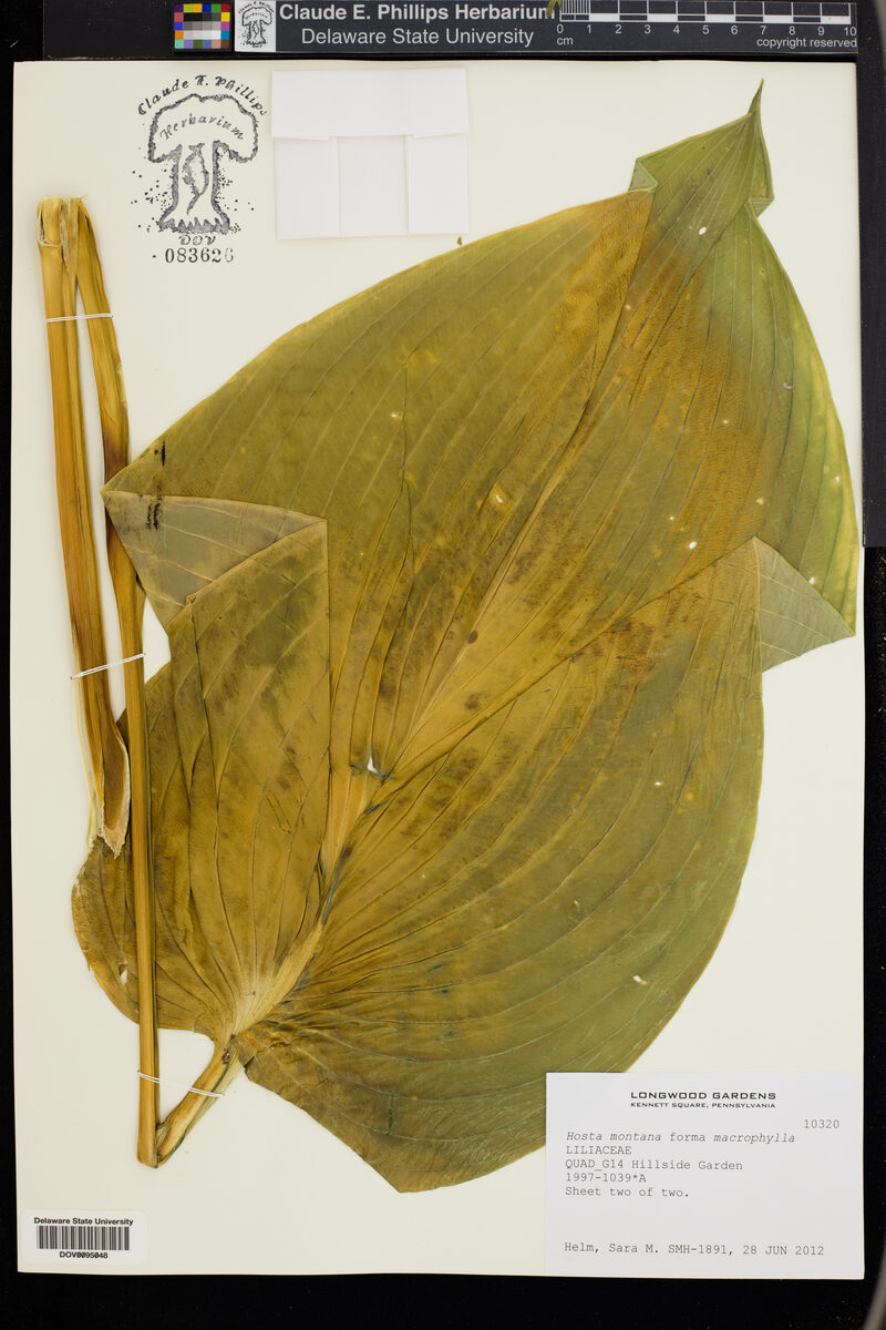 Hosta montana — photo