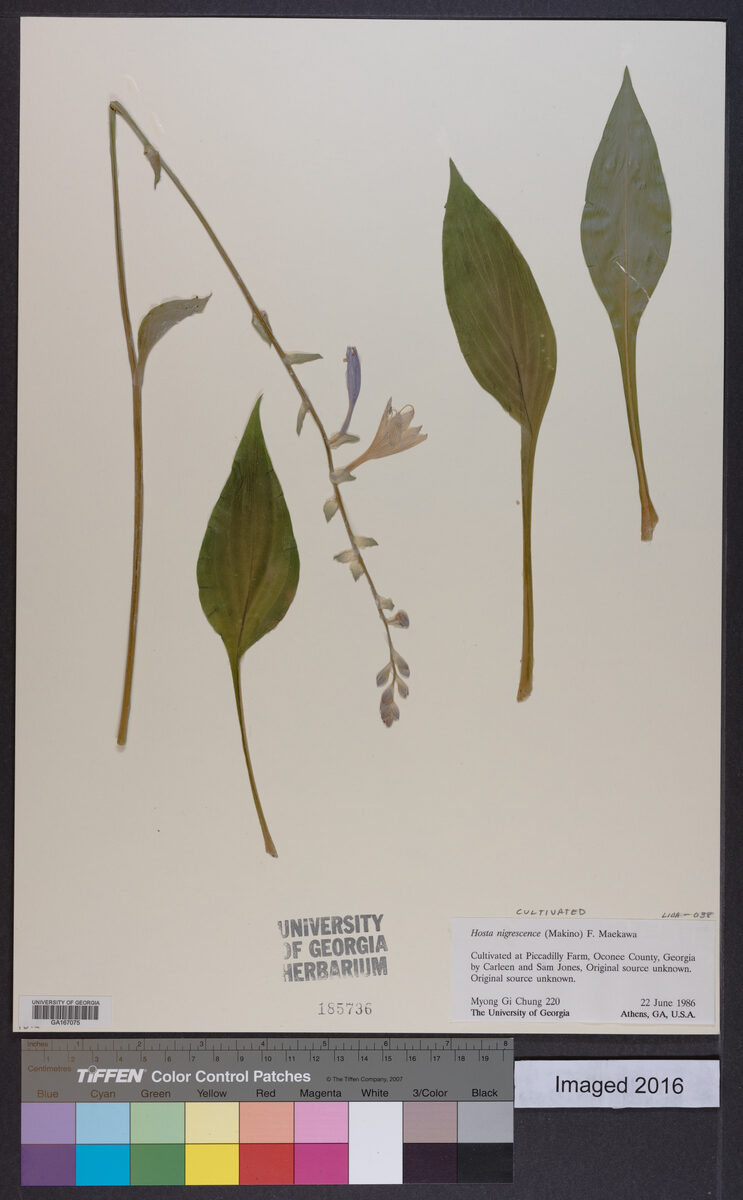 Hosta nigrescens - (Makino.)F.Maek.