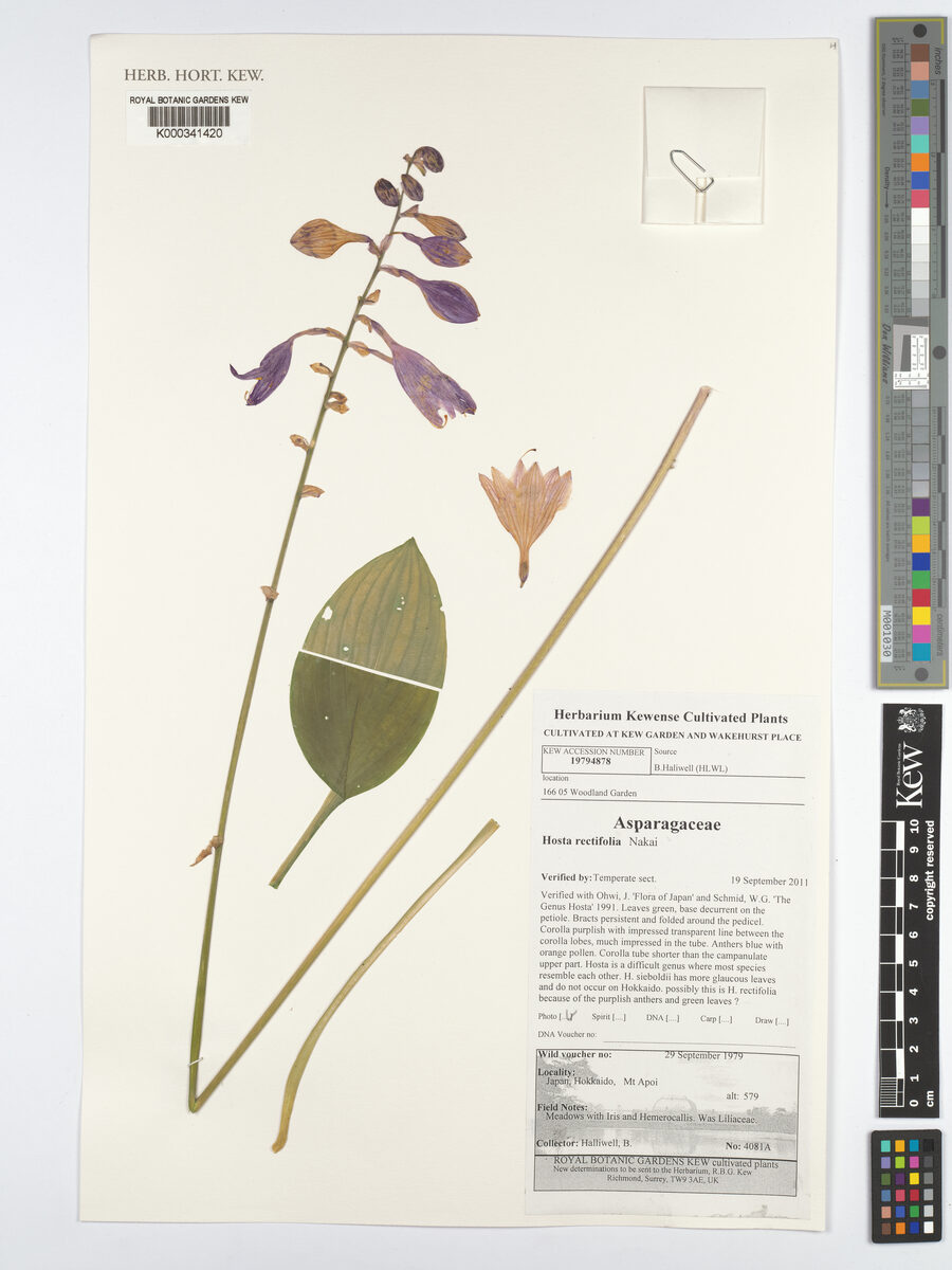 Hosta rectifolia — photo