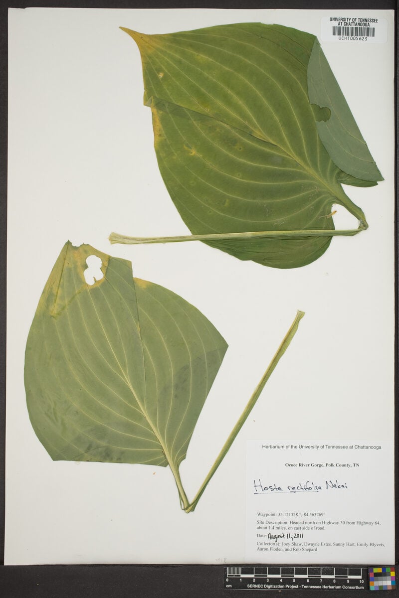Hosta rectifolia
