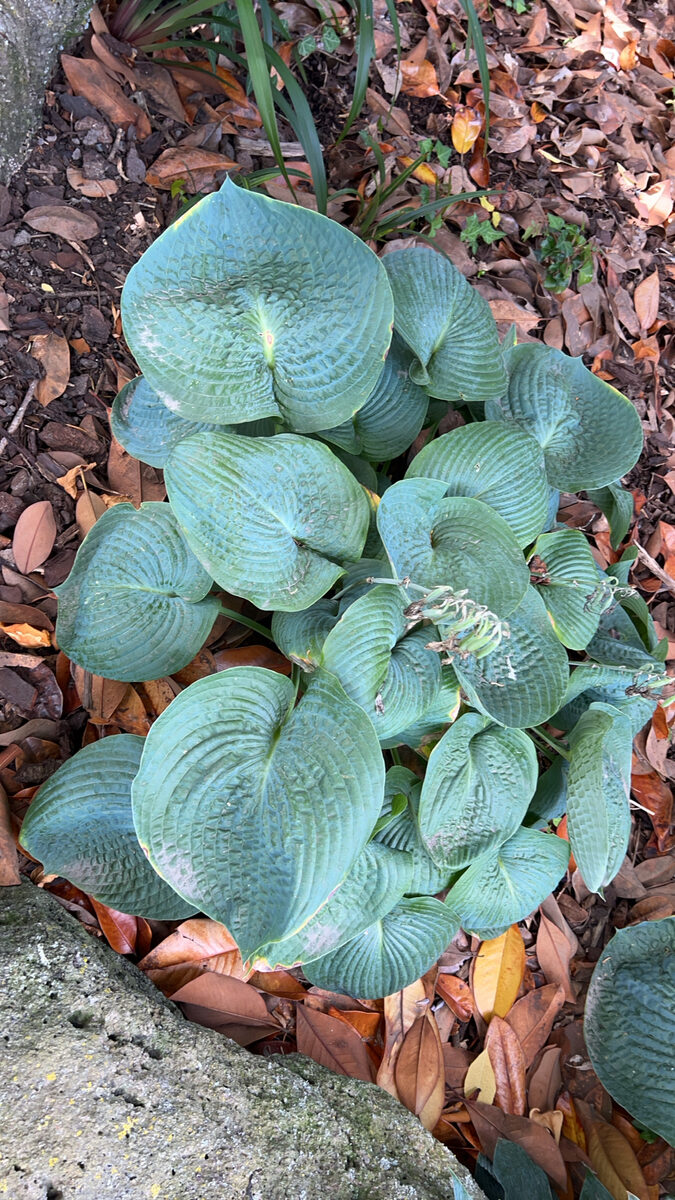 Hosta sieboldiana - (Hook.)Engl. — photo