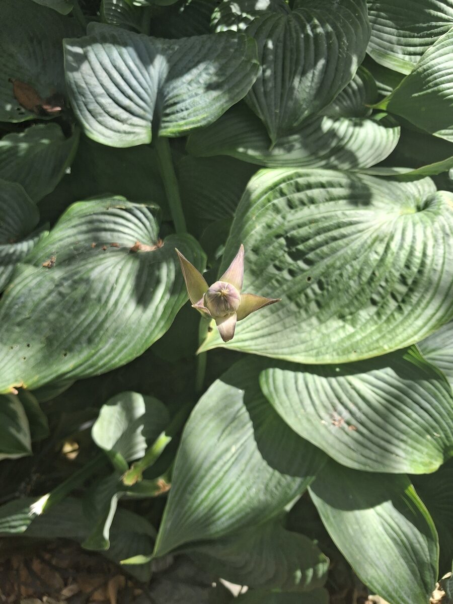 Hosta sieboldiana - (Hook.)Engl. — photo