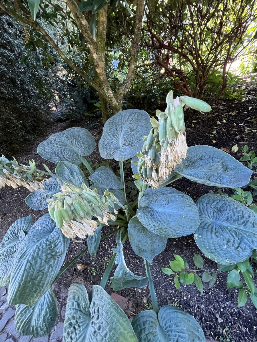 Hosta sieboldiana - (Hook.)Engl.