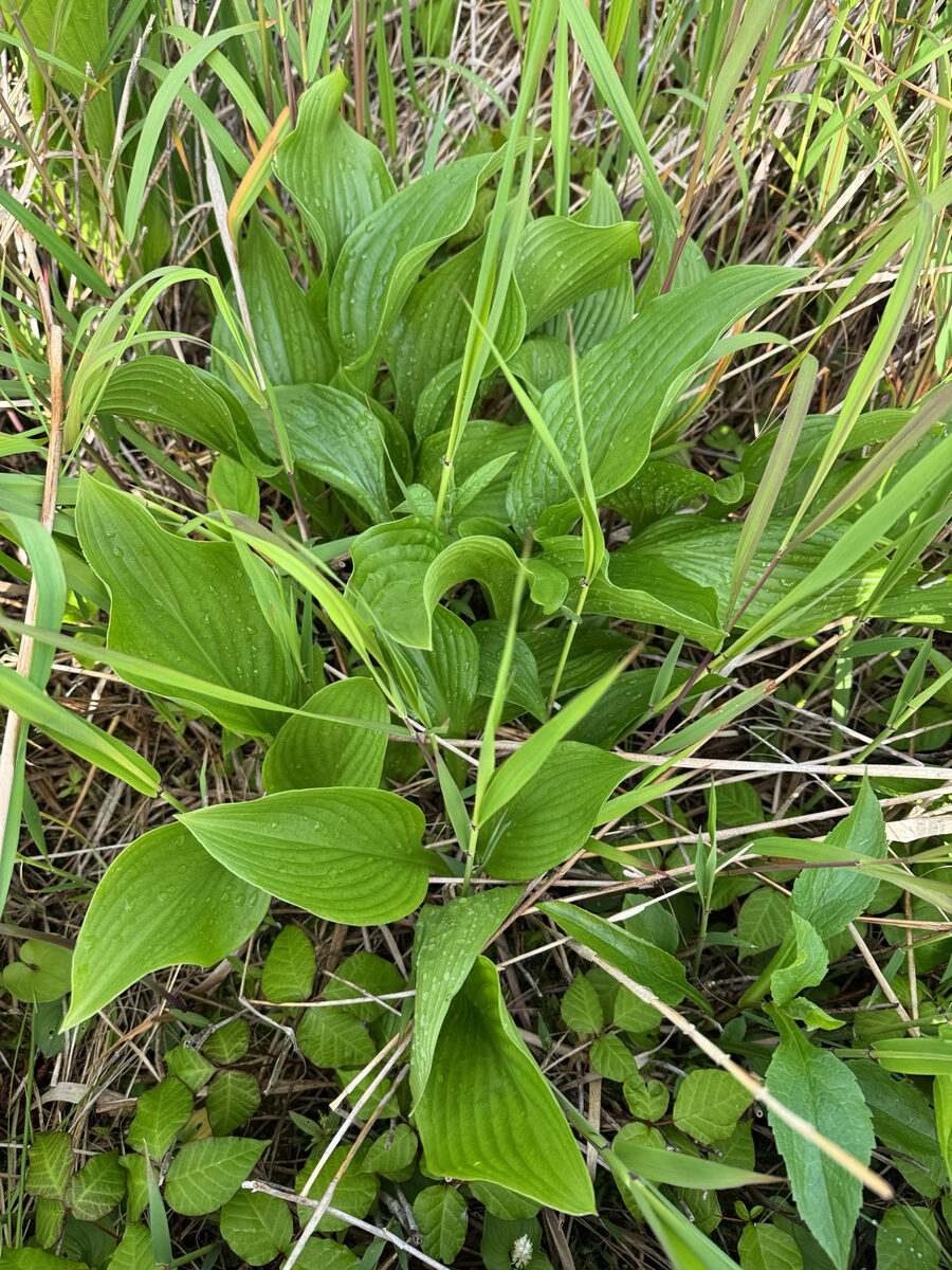 Hosta sieboldii - (Paxton.)Ingrams. — photo