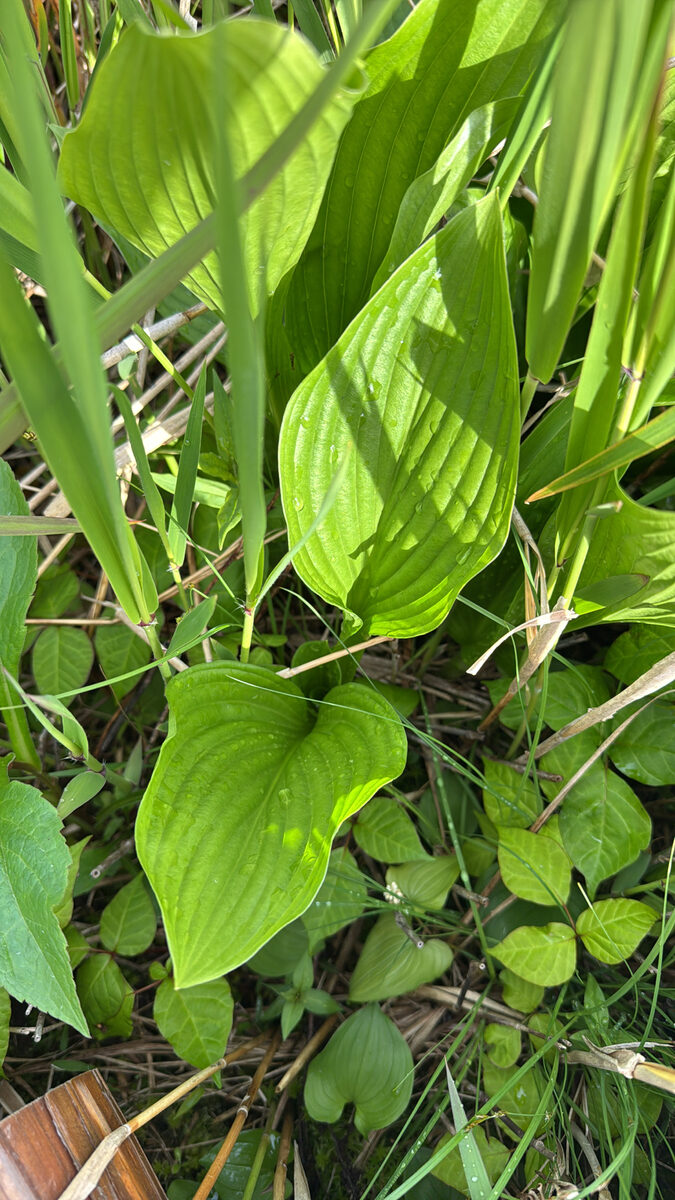 Hosta sieboldii - (Paxton.)Ingrams. — photo