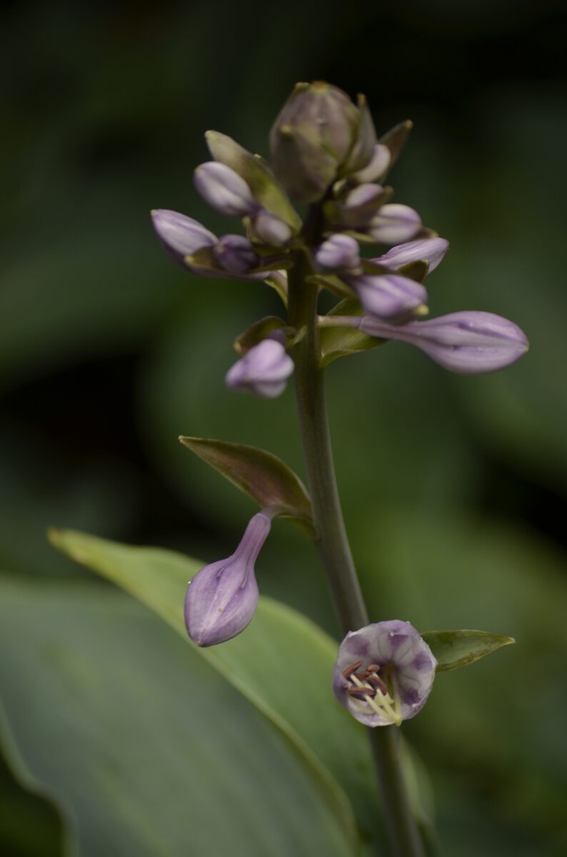 Hosta tardiva (Nankai-Giboshi) — photo