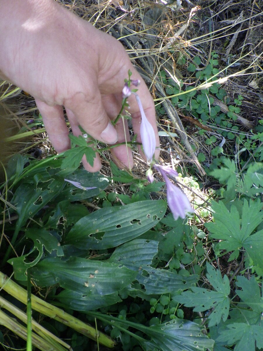 Hosta undulata - (Otto.&Dietr.)L.H.Bailey. — photo