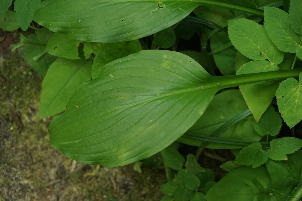Hosta undulata - (Otto.&Dietr.)L.H.Bailey. — photo