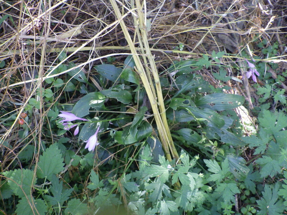 Hosta undulata - (Otto.&Dietr.)L.H.Bailey.