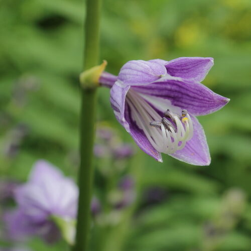 Hosta ventricosa (Blue plantain lily) — photo
