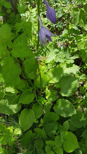 Hosta ventricosa (Blue plantain lily) — photo
