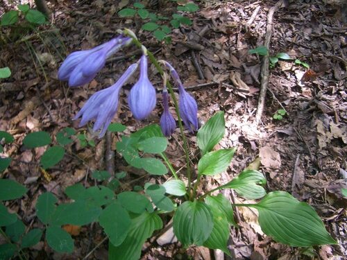 Hosta ventricosa