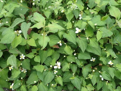 Houttuynia cordata (Tsi) — photo