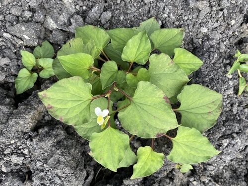Houttuynia cordata (Tsi) — photo