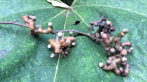Hovenia dulcis (Japanese Raisin Tree) — photo