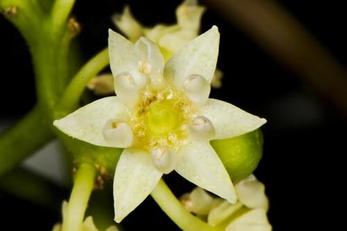 Hovenia dulcis (Japanese Raisin Tree) — photo