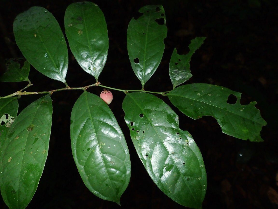 Hua gabonii (Garlic tree) — photo