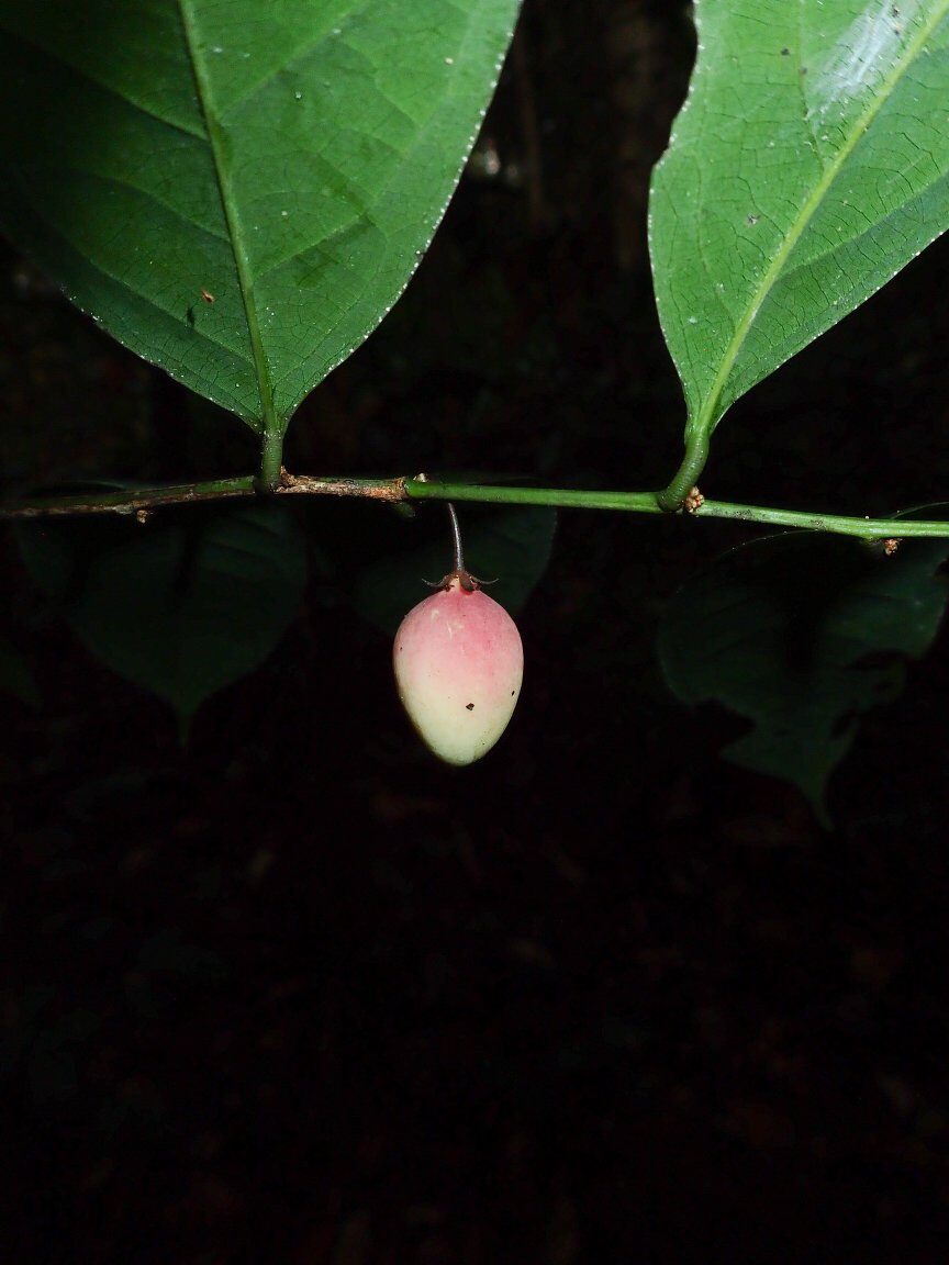 Hua gabonii (Garlic tree) — photo